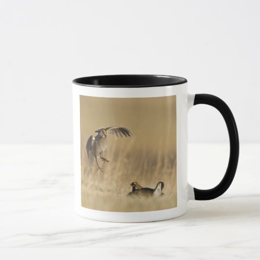 Männliche Prärie-Hühner am Lee im Loup-Landkreis Tasse (Rechts)