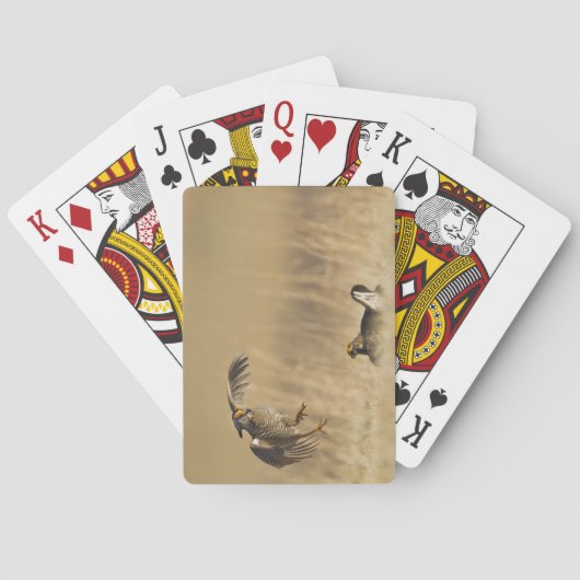 Männliche Präriehühner auf See im Loup-Landkreis Spielkarten (Rückseite)