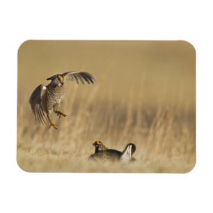 Männliche Präriehühner beim Lek in Loup County Magnet