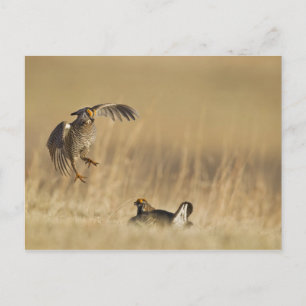 Männliche Präriehühner beim Lek in Loup County Postkarte