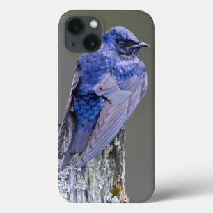 Männliche Purpur-Schwalbe am Nest über dem Lake Sa Case-Mate iPhone Hülle
