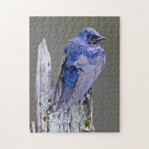 Männliche Purpur-Schwalbe am Nest über dem Lake Sa Puzzle