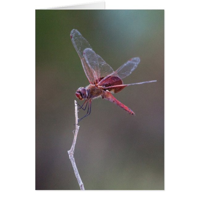 Männliche Red Saddlebags Dragonfly (Vorne)