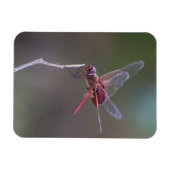 Männliche Red Saddlebags Dragonfly Magnet (Horizontal)