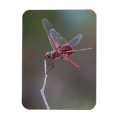 Männliche Red Saddlebags Dragonfly Magnet (Vertikal)