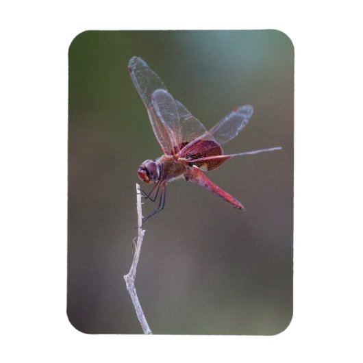 Männliche Red Saddlebags Dragonfly Magnet (Vertikal)