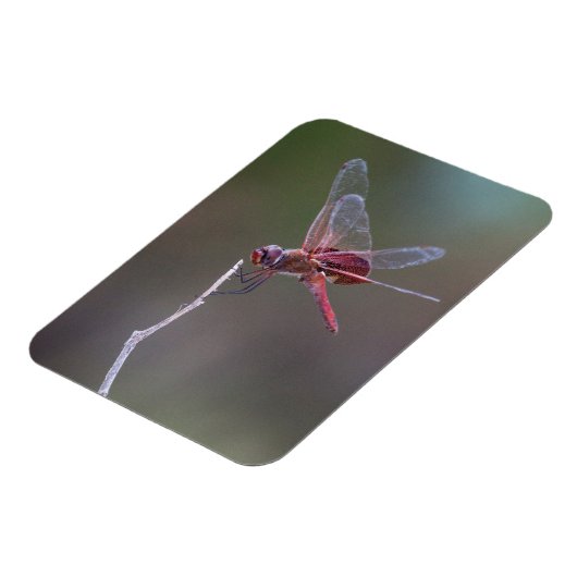 Männliche Red Saddlebags Dragonfly Magnet (Linke Seite)