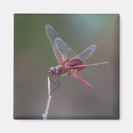 Männliche Red Saddlebags Dragonfly Magnet