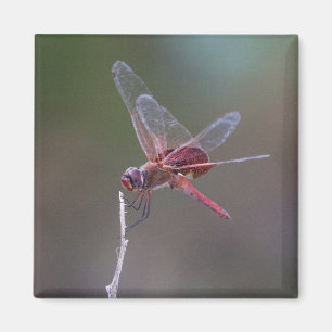 Männliche Red Saddlebags Dragonfly Magnet