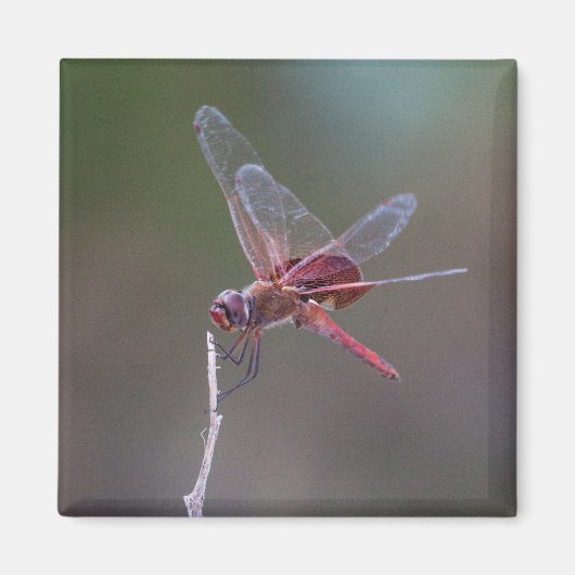 Männliche Red Saddlebags Dragonfly Magnet (Vorne)