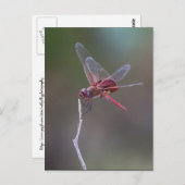 Männliche Red Saddlebags Dragonfly Postkarte (Vorne/Hinten)