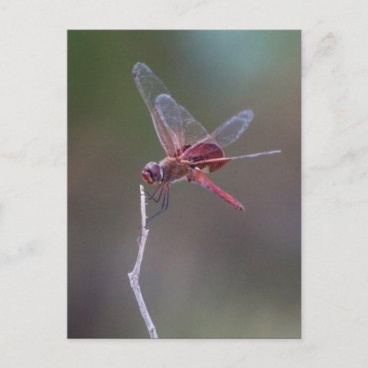 Männliche Red Saddlebags Dragonfly Postkarte (Vorderseite)