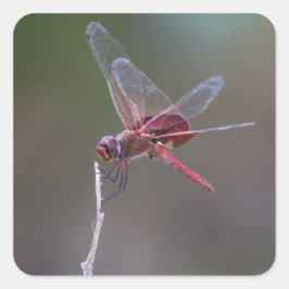 Männliche Red Saddlebags Dragonfly Quadratischer Aufkleber