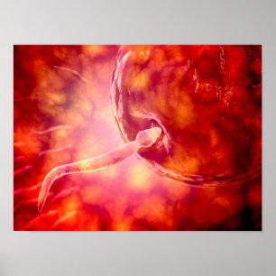 Männliche reproduktive Samenzellen, die das Ei Poster