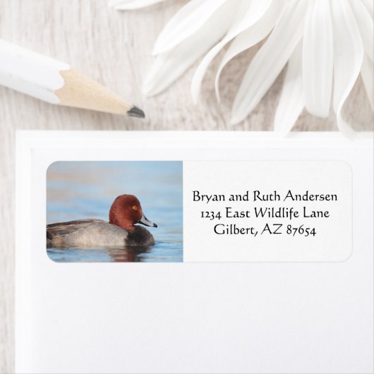 Männliche Rotkopfente (Insitu)