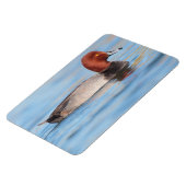 Männliche Rotkopfente Magnet (Linke Seite)