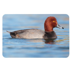 Männliche Rotkopfente Magnet