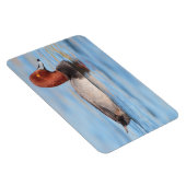 Männliche Rotkopfente Magnet (Rechte Seite)