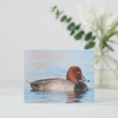 Männliche Rotkopfente Postkarte (Stehend Vorderseite)