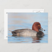 Männliche Rotkopfente Postkarte (Vorne/Hinten)