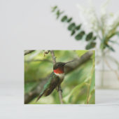 Männliche rubingewurzelte Hummingbird Postcard. Postkarte (Stehend Vorderseite)
