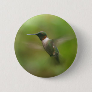 Männliche Ruby Throat Hummingbird Button