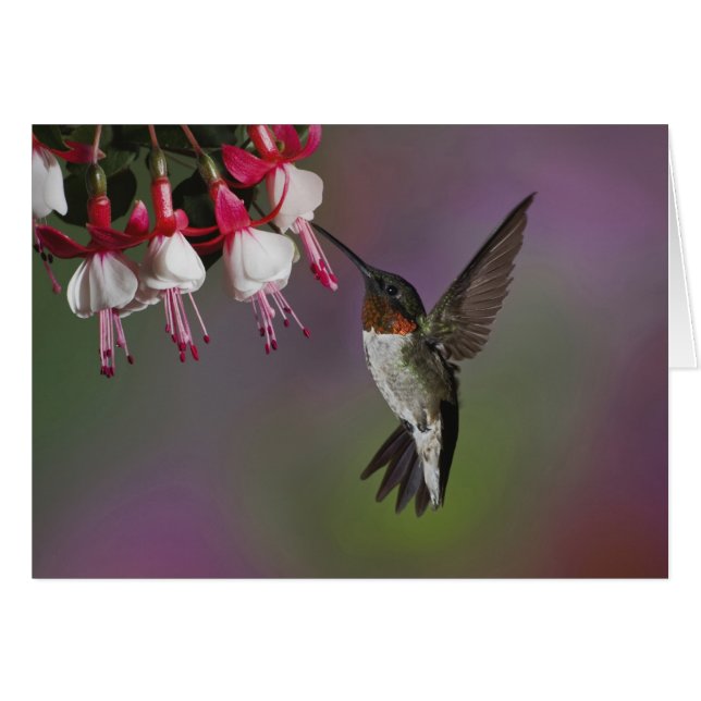 Männliche Ruby throated Hummingbird, Archilochus (Vorderseite (Horizontal))