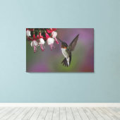 Männliche Ruby throated Hummingbird, Archilochus Leinwanddruck (Insitu (Holzboden))