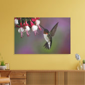 Männliche Ruby throated Hummingbird, Archilochus Leinwanddruck (Insitu (Wohnzimmer))