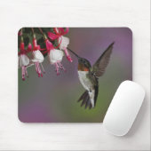 Männliche Ruby throated Hummingbird, Archilochus Mousepad (Mit Mouse)