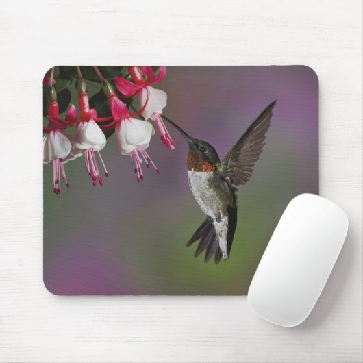 Männliche Ruby throated Hummingbird, Archilochus Mousepad (Mit Mouse)
