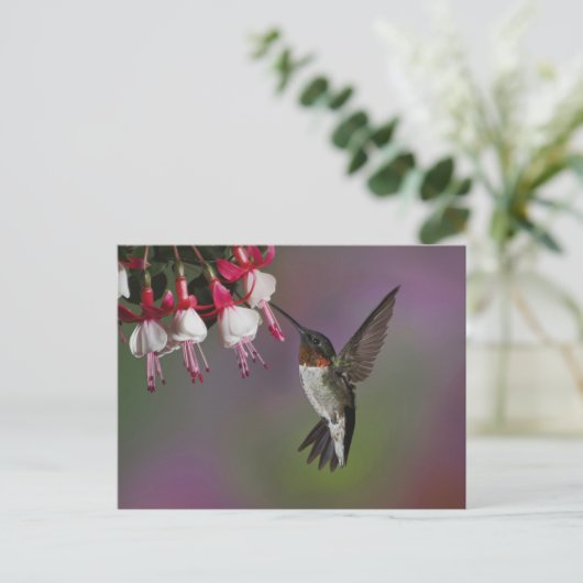 Männliche Ruby throated Hummingbird, Archilochus Postkarte (Stehend Vorderseite)