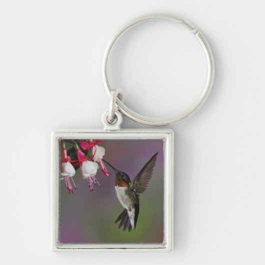 Männliche Ruby throated Hummingbird, Archilochus Schlüsselanhänger (Vorne)