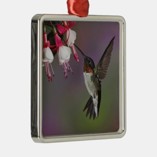Männliche Ruby throated Hummingbird, Archilochus Silbernes Ornament (Rechts)