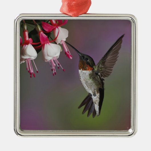 Männliche Ruby throated Hummingbird, Archilochus Silbernes Ornament (Vorne)