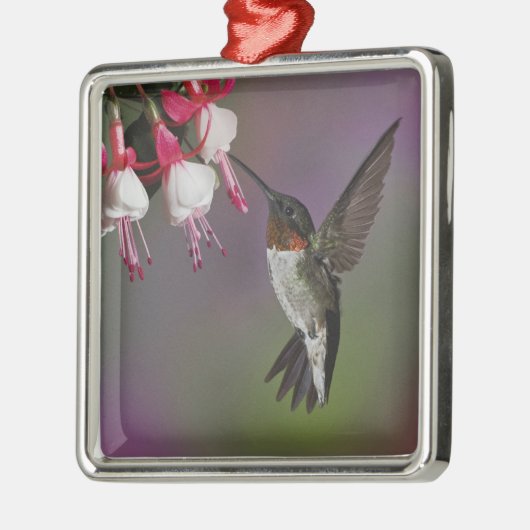 Männliche Ruby throated Hummingbird, Archilochus Silbernes Ornament (Links)