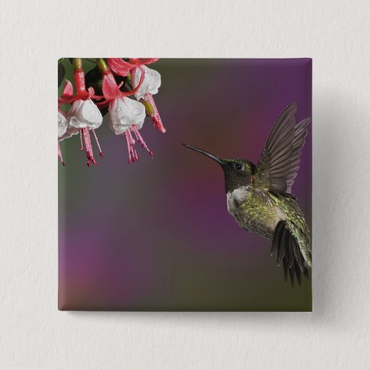 Männliche Ruby thropogene Hummingbird Button (Vorderseite)