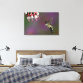 Männliche Ruby thropogene Hummingbird Leinwanddruck (Insitu (Schlafzimmer))