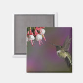 Männliche Ruby thropogene Hummingbird Magnet (Vorderseite/Rückseite)