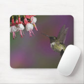 Männliche Ruby thropogene Hummingbird Mousepad (Mit Mouse)