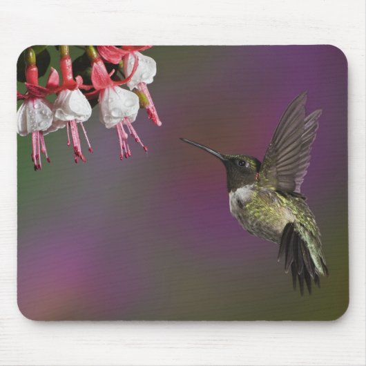 Männliche Ruby thropogene Hummingbird Mousepad (Vorne)
