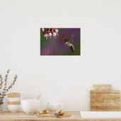 Männliche Ruby thropogene Hummingbird Poster (Küche)