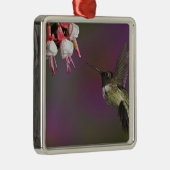 Männliche Ruby thropogene Hummingbird Silbernes Ornament (Rechts)