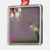 Männliche Ruby thropogene Hummingbird Silbernes Ornament (Links)