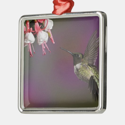 Männliche Ruby thropogene Hummingbird Silbernes Ornament (Links)