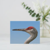 Männliche Sandhill Crane Postcard Postkarte (Stehend Vorderseite)