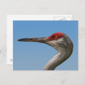 Männliche Sandhill Crane Postcard Postkarte (Vorne/Hinten)