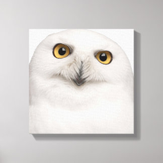 Männliche Schneekugel (Bubo scandiacus) ist eine g Leinwanddruck