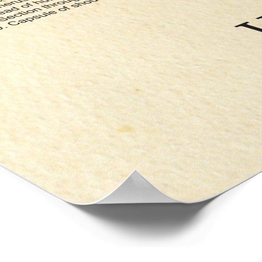 Männliche Skelettanatomie Poster (Ecke)