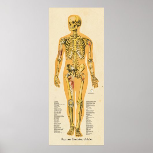Männliche Skelettanatomie Poster (Vorne)